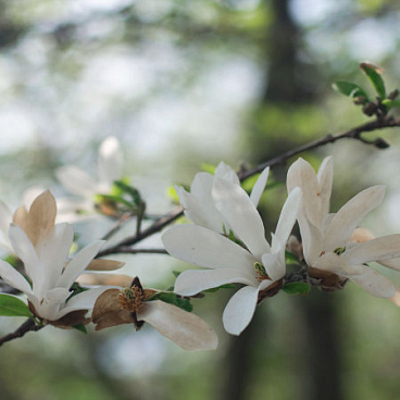 Магнолия стеллата в тубе