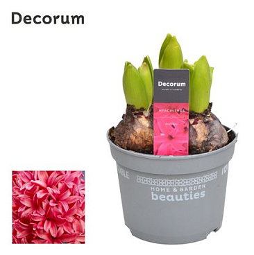 Hyacinthus Red Glory 3pp (decorum)