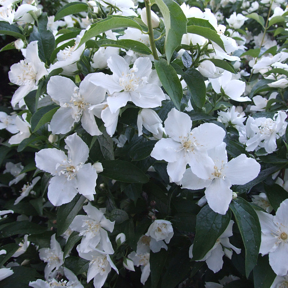 Чубушник Генералисимус