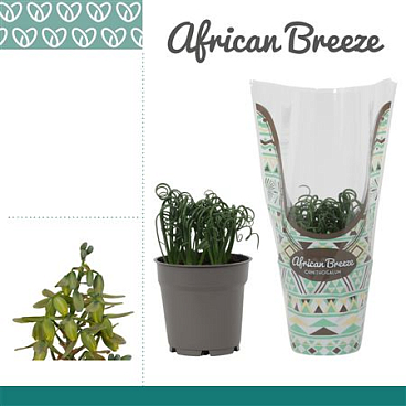Albuca Spiralis Frizzle Sizzle In Sleeve