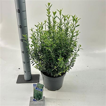 Euonymus Jap Micr Albovariegatus