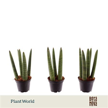 Sansevieria Spaghetti (decorum)