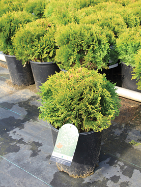 Туя западная Литтл Гем