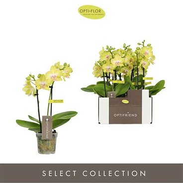 Phal 2st Suzy 10+ (opti)