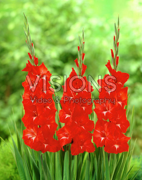 Гладиолус крупноцветковый Стормфаер