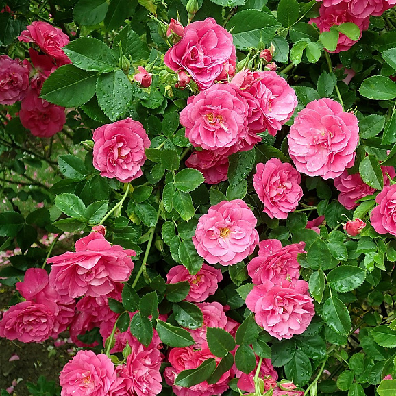 Роза парковая Генри Келси