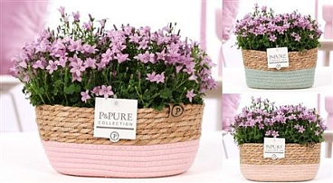 Campanula Porto Pink Pure Field Basket