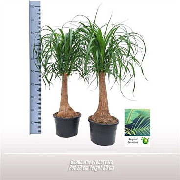 Beaucarnea Nolina Recurvata