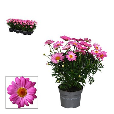 Argyranthemum Pink