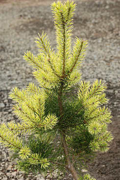 Сосна обыкновенная Биалогон