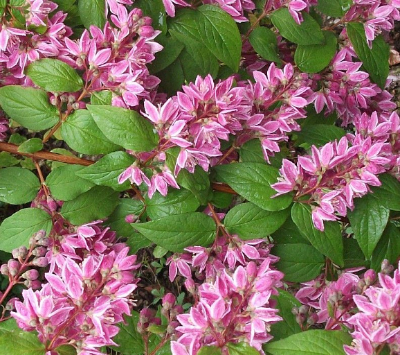 Дейция гибридная Турбиллон Руж