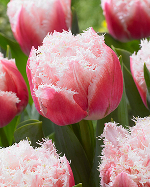 Тюльпан махровый бахромчатый Куинсленд