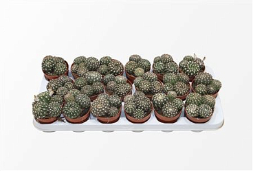 Notocactus Uebelmaniana (group)