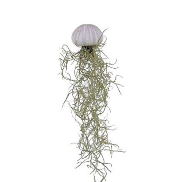 Tillandsia Schelp Small