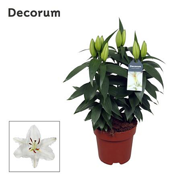 Lilium Or Oxygen 3pp (decorum)
