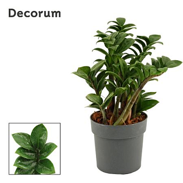 Zamioculcas Zenzi (decorum)
