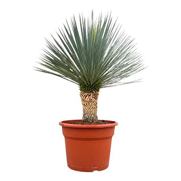 Yucca Rostrata Blue Swan.