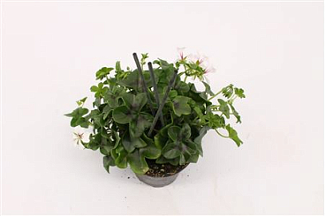 Pelargonium Pelt Glacier White