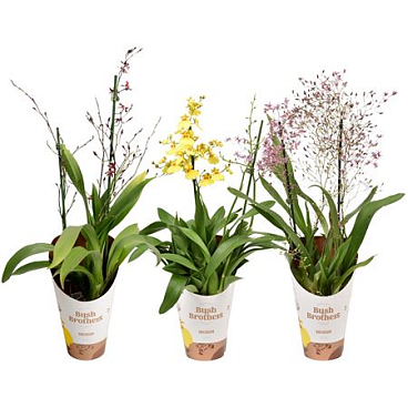 Oncidium 2st Mix