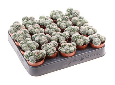 Mammillaria Matudae
