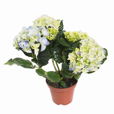 Гортензия Эрли Блю