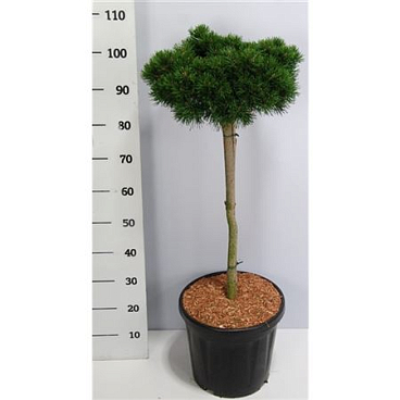 Pinus Mugo Lilliput On Stem