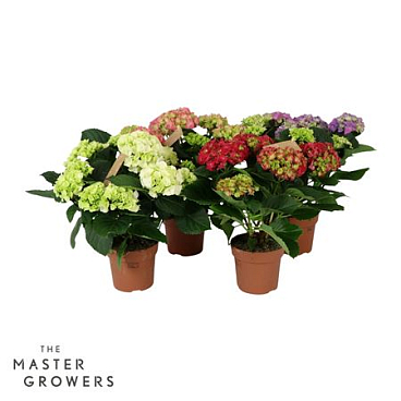 Hydrangea Ma Mix 5+