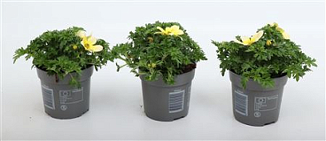 Bidens Taka Tuka Yellow-white
