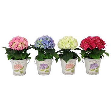 Hydrangea Ma Mix 1 Big Flower In Metal Bucket