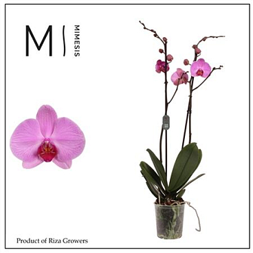 Phal 2st Orlando 16+ (mimesis)