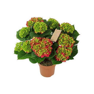 Hydrangea Ma Red 7+