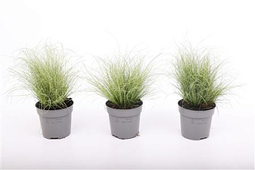 Carex Comans Amazon Mist