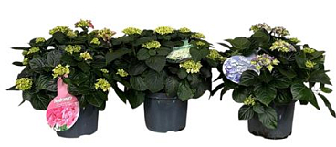 Hydrangea Ma Mix 12+