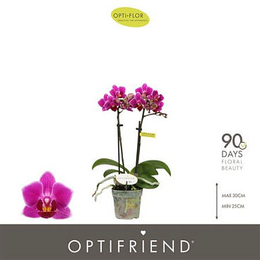 Phal 2st Fay (opti)
