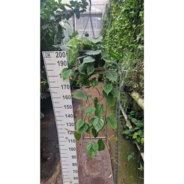 Philodendron Scandens Hangplant