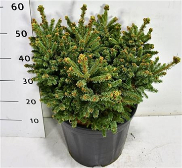 Picea Glauca Blue Globe