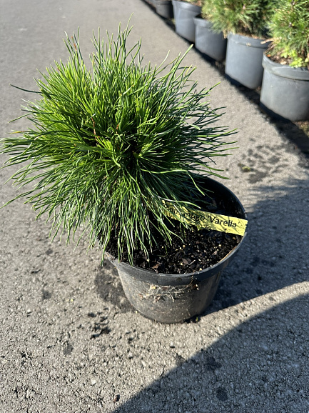 Сосна горная Варелла