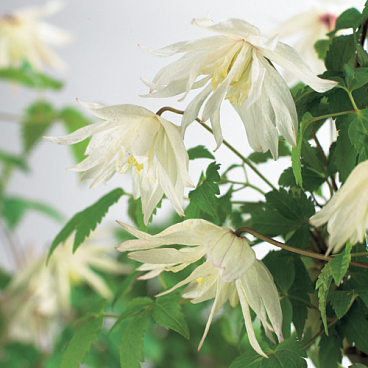 Клематис альпийский Альбина Плена