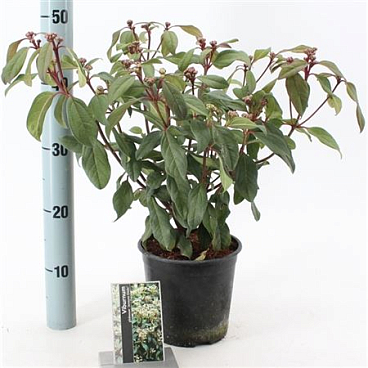Viburnum Glob Jermyn's Globe