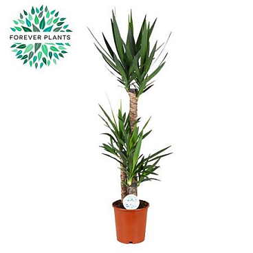 Yucca 90-45-20 2+