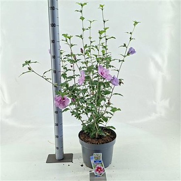 Hibiscus Syr Flower Tower Purple
