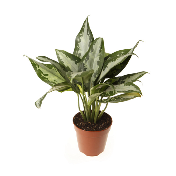 Аглаонема Юбилей