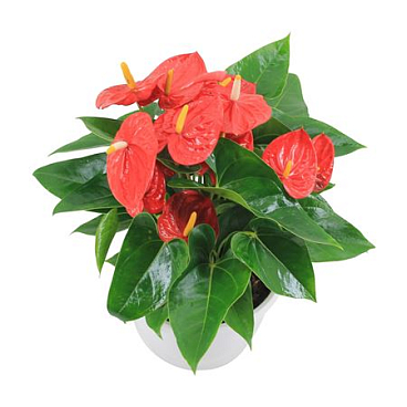 Anth An Mauii Red Ceramic