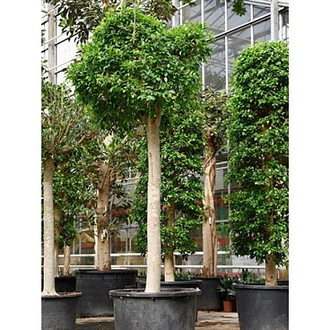 Ficus Microcarpa Nitida