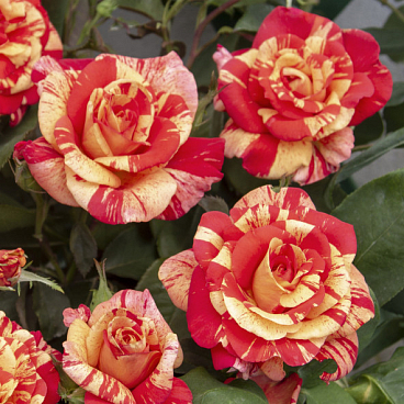 Роза спрей Файер Флеш