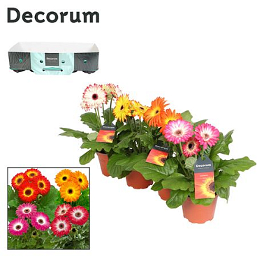 Gerbera Twister Mix 3+ Showbox (decorum)