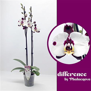 Phal 2st Polka Dots (phalaenova)
