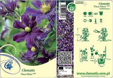 Клематис цельнолистный Уванс Мо