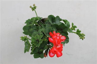 Pelargonium Pelt Lollipop Nixe