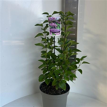 Syringa Vulg Prince Wolkonsky
